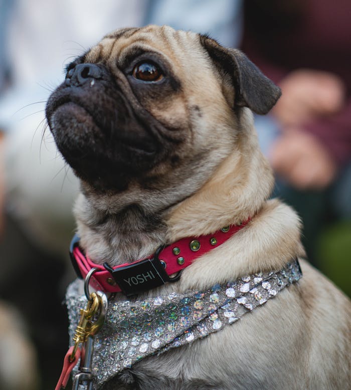 Fawn Pug With Blue and White Scarf