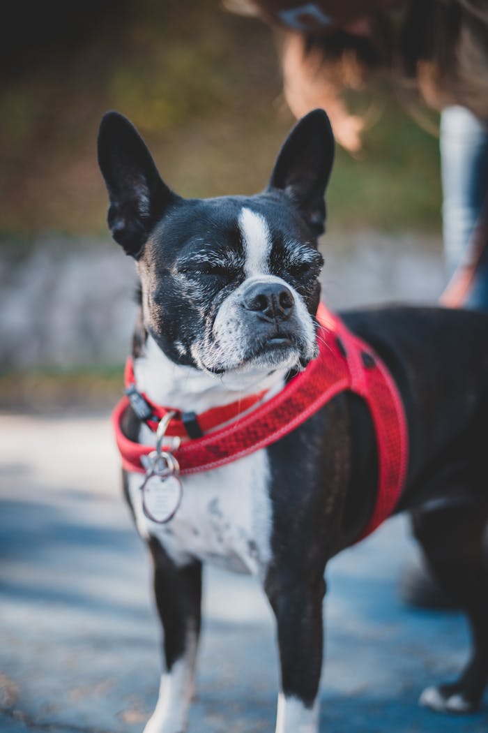 Close-Up Shot of a Boston Terrier