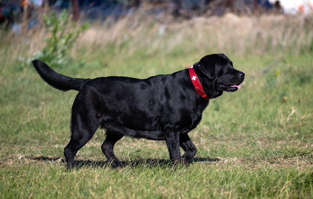 Black Labrador Retriever